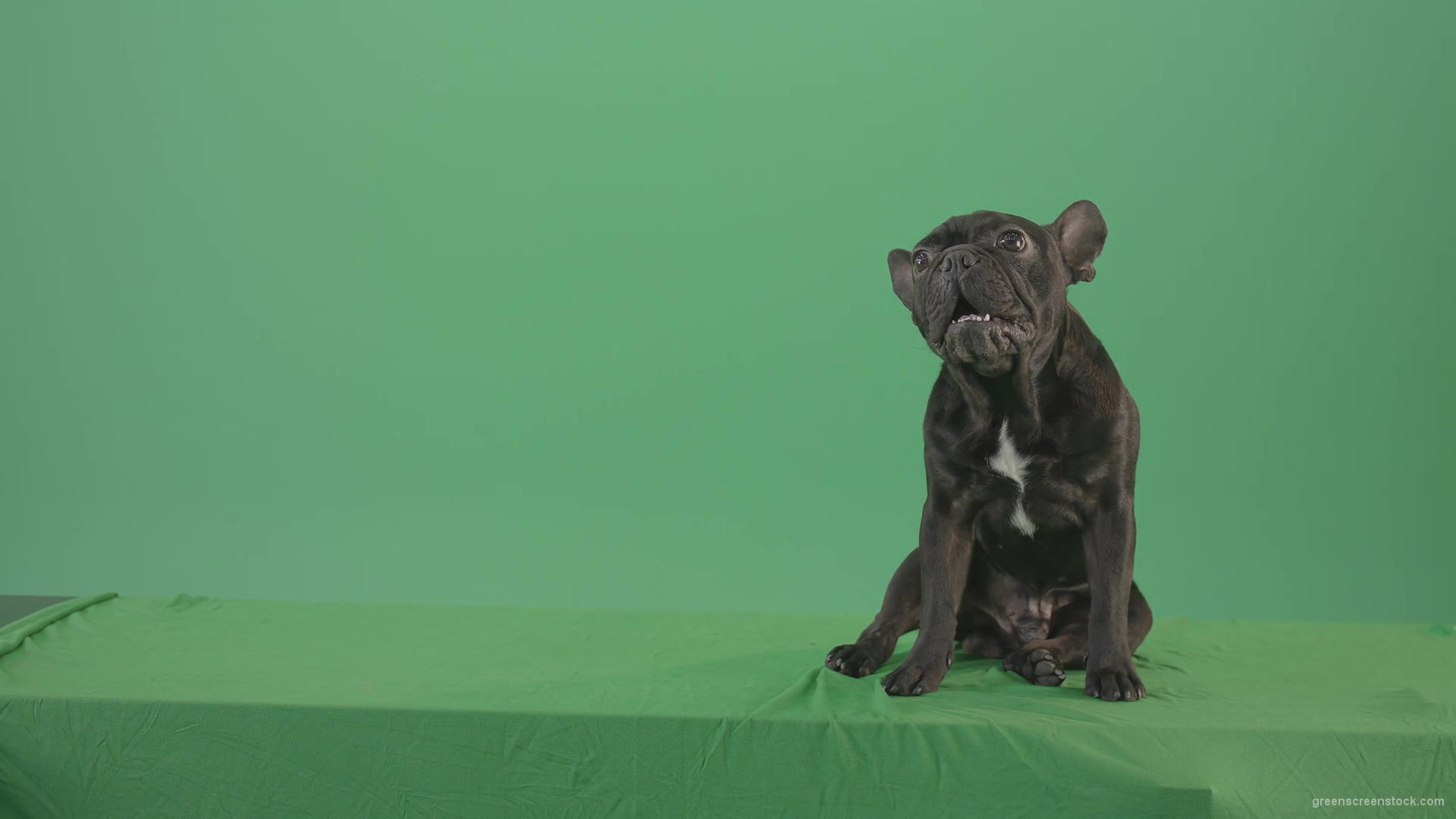 French-bulldog-in-sitting-pose-barking-isolated-on-green-screen-4K-Video-Footage-1920_008 Green Screen Stock