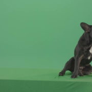 French-bulldog-in-sitting-pose-barking-isolated-on-green-screen-4K-Video-Footage-1920_009 Green Screen Stock
