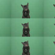 Hard-breathing-french-black-bull-dog-over-green-screen-4K-Video-Footage-1920 Green Screen Stock