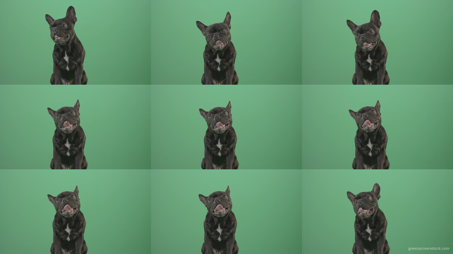 Hard-breathing-french-black-bull-dog-over-green-screen-4K-Video-Footage-1920 Green Screen Stock