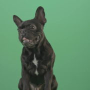 Hard-breathing-french-black-bull-dog-over-green-screen-4K-Video-Footage-1920_001 Green Screen Stock