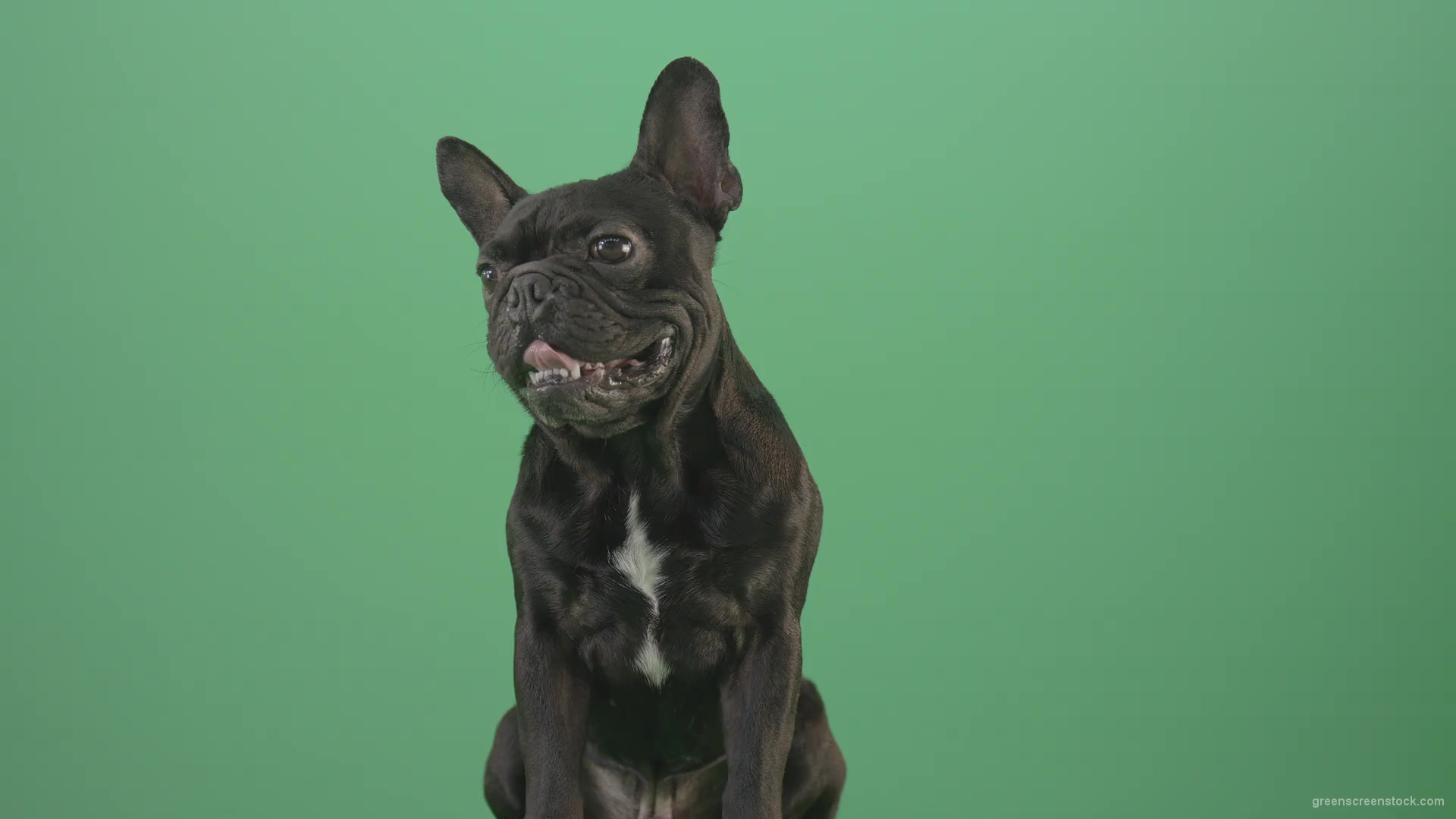 Hard-breathing-french-black-bull-dog-over-green-screen-4K-Video-Footage-1920_001 Green Screen Stock