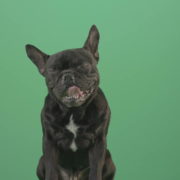 Hard-breathing-french-black-bull-dog-over-green-screen-4K-Video-Footage-1920_002 Green Screen Stock