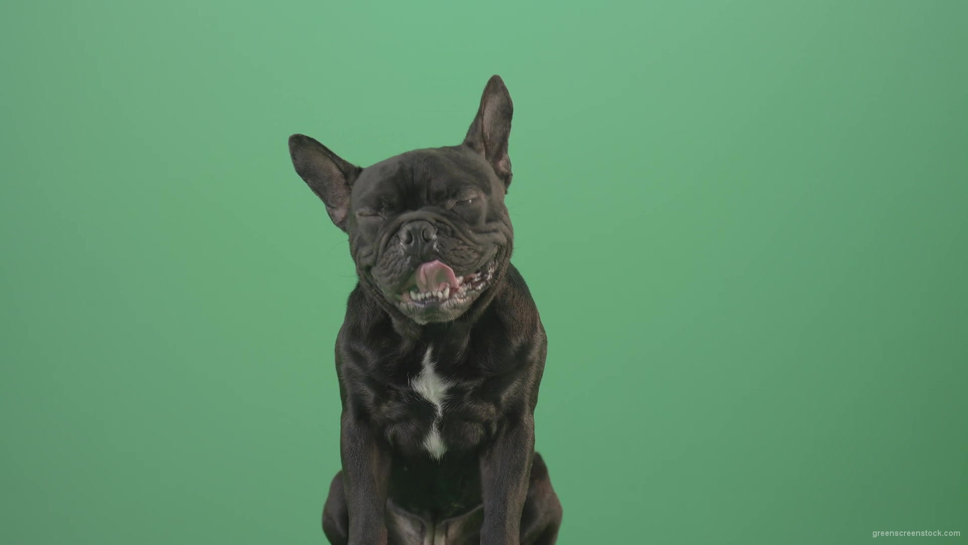 Hard-breathing-french-black-bull-dog-over-green-screen-4K-Video-Footage-1920_002 Green Screen Stock