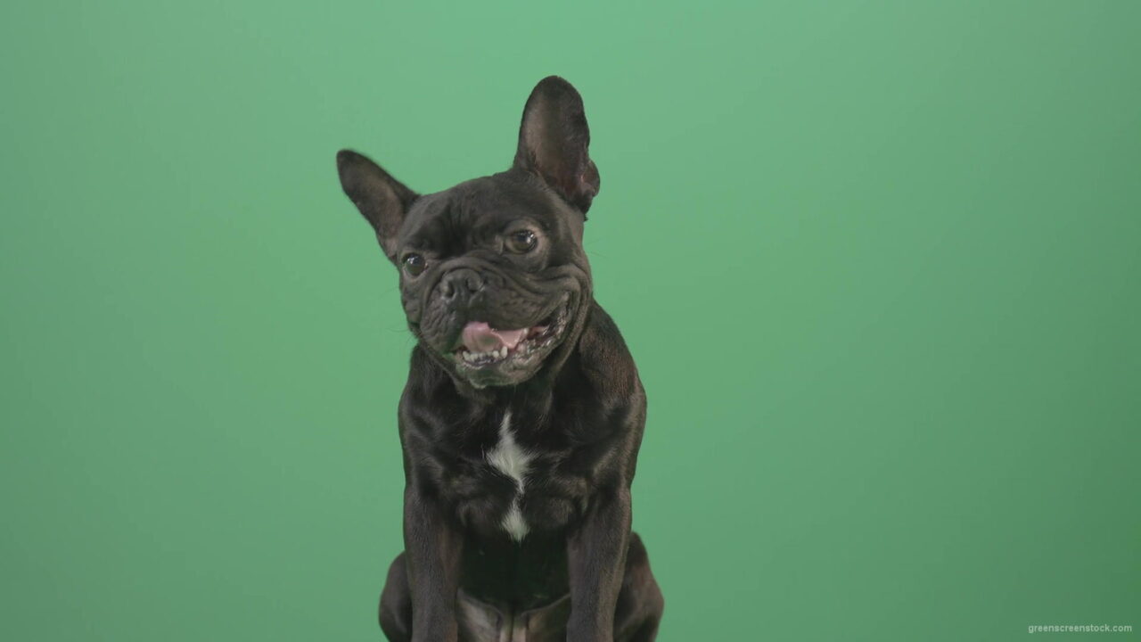 vj video background Hard-breathing-french-black-bull-dog-over-green-screen-4K-Video-Footage-1920_003