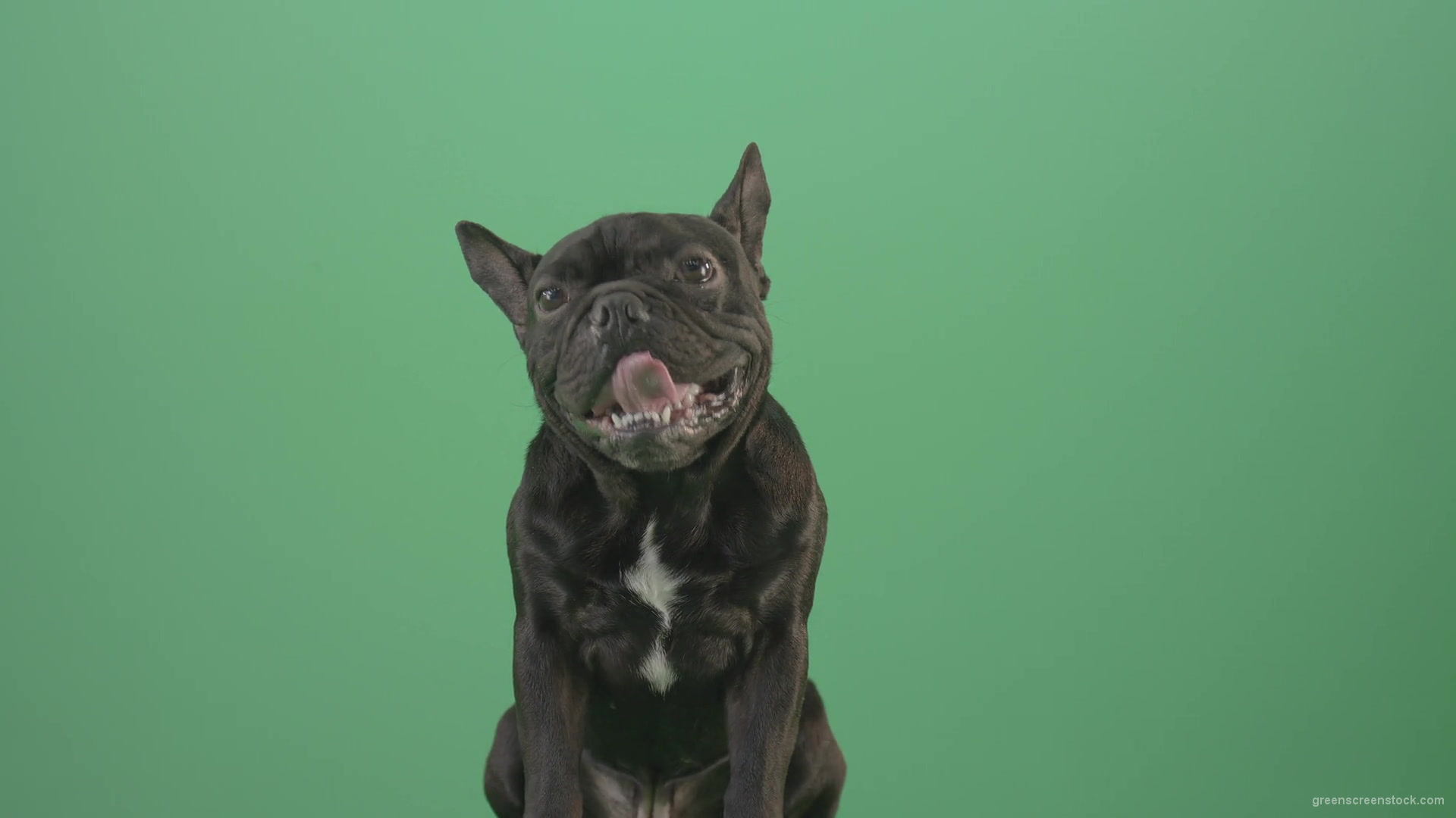 Hard-breathing-french-black-bull-dog-over-green-screen-4K-Video-Footage-1920_004 Green Screen Stock
