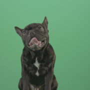 Hard-breathing-french-black-bull-dog-over-green-screen-4K-Video-Footage-1920_006 Green Screen Stock
