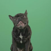 Hard-breathing-french-black-bull-dog-over-green-screen-4K-Video-Footage-1920_007 Green Screen Stock