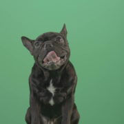 Hard-breathing-french-black-bull-dog-over-green-screen-4K-Video-Footage-1920_008 Green Screen Stock