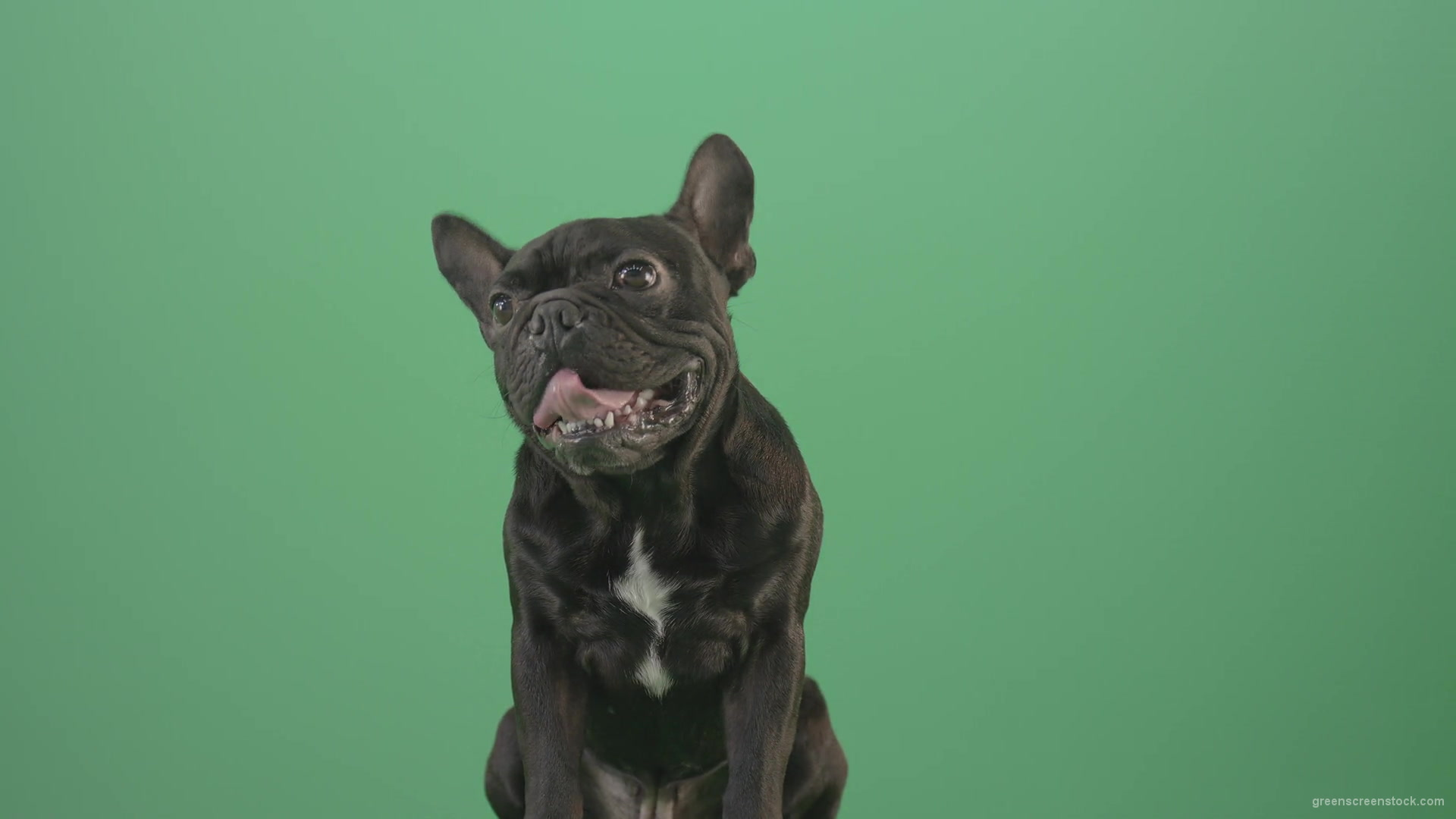 Hard-breathing-french-black-bull-dog-over-green-screen-4K-Video-Footage-1920_009 Green Screen Stock