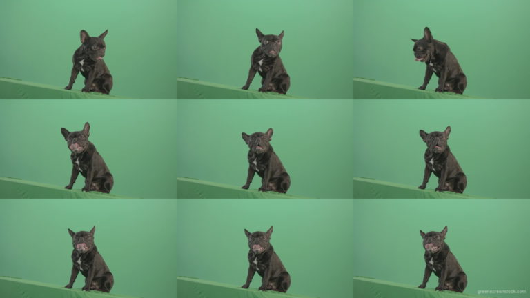 Lazy-french-bulldog-animal-dog-posing-on-green-screen-4K-Video-Footage-1920 Green Screen Stock