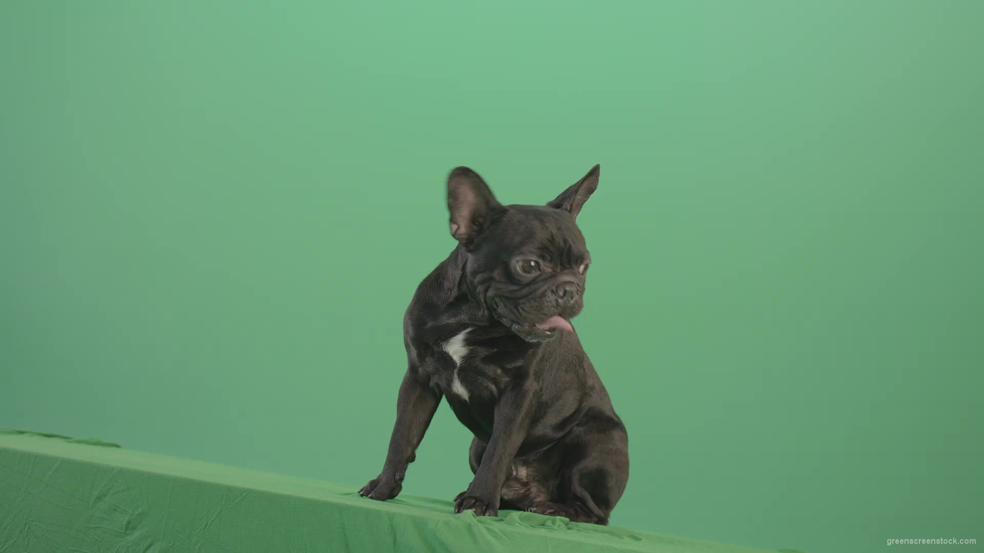 Lazy-french-bulldog-animal-dog-posing-on-green-screen-4K-Video-Footage-1920_001 Green Screen Stock
