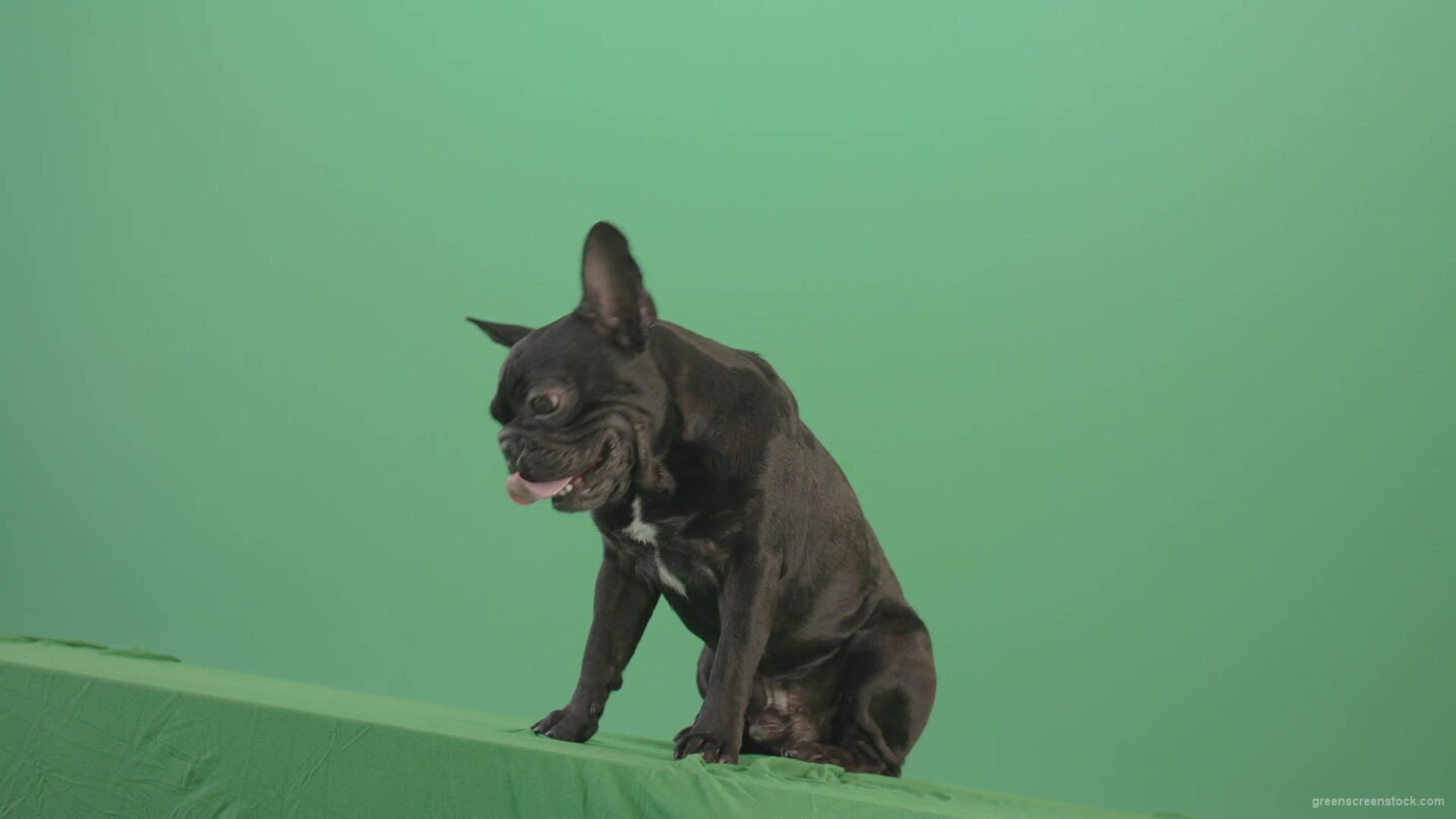 vj video background Lazy-french-bulldog-animal-dog-posing-on-green-screen-4K-Video-Footage-1920_003
