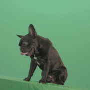 vj video background Lazy-french-bulldog-animal-dog-posing-on-green-screen-4K-Video-Footage-1920_003