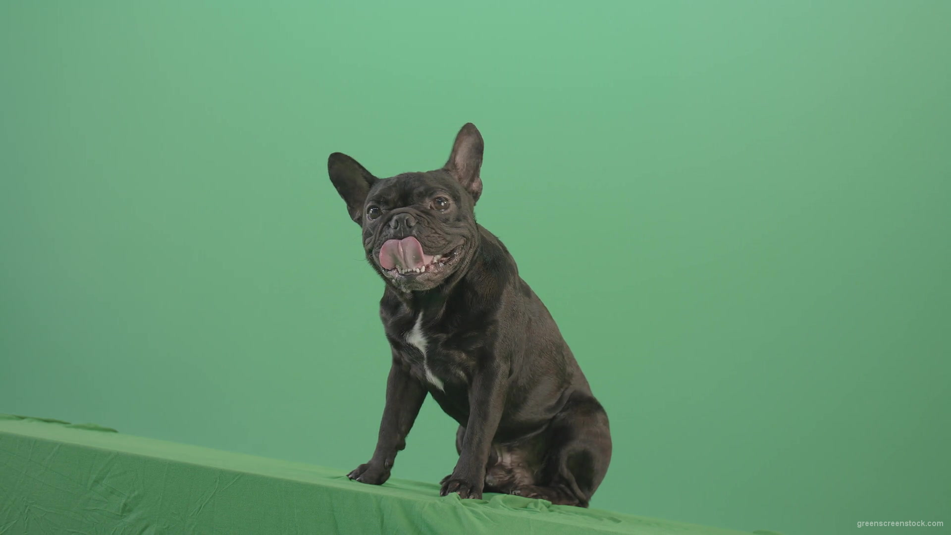 Lazy-french-bulldog-animal-dog-posing-on-green-screen-4K-Video-Footage-1920_004 Green Screen Stock