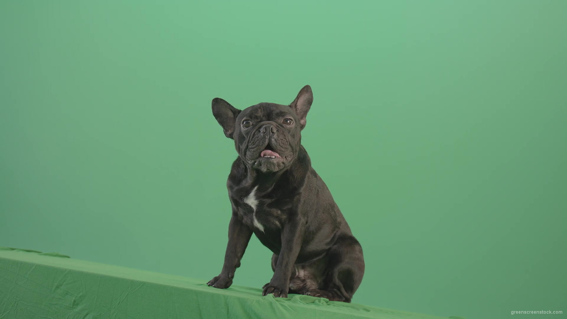 Lazy-french-bulldog-animal-dog-posing-on-green-screen-4K-Video-Footage-1920_006 Green Screen Stock