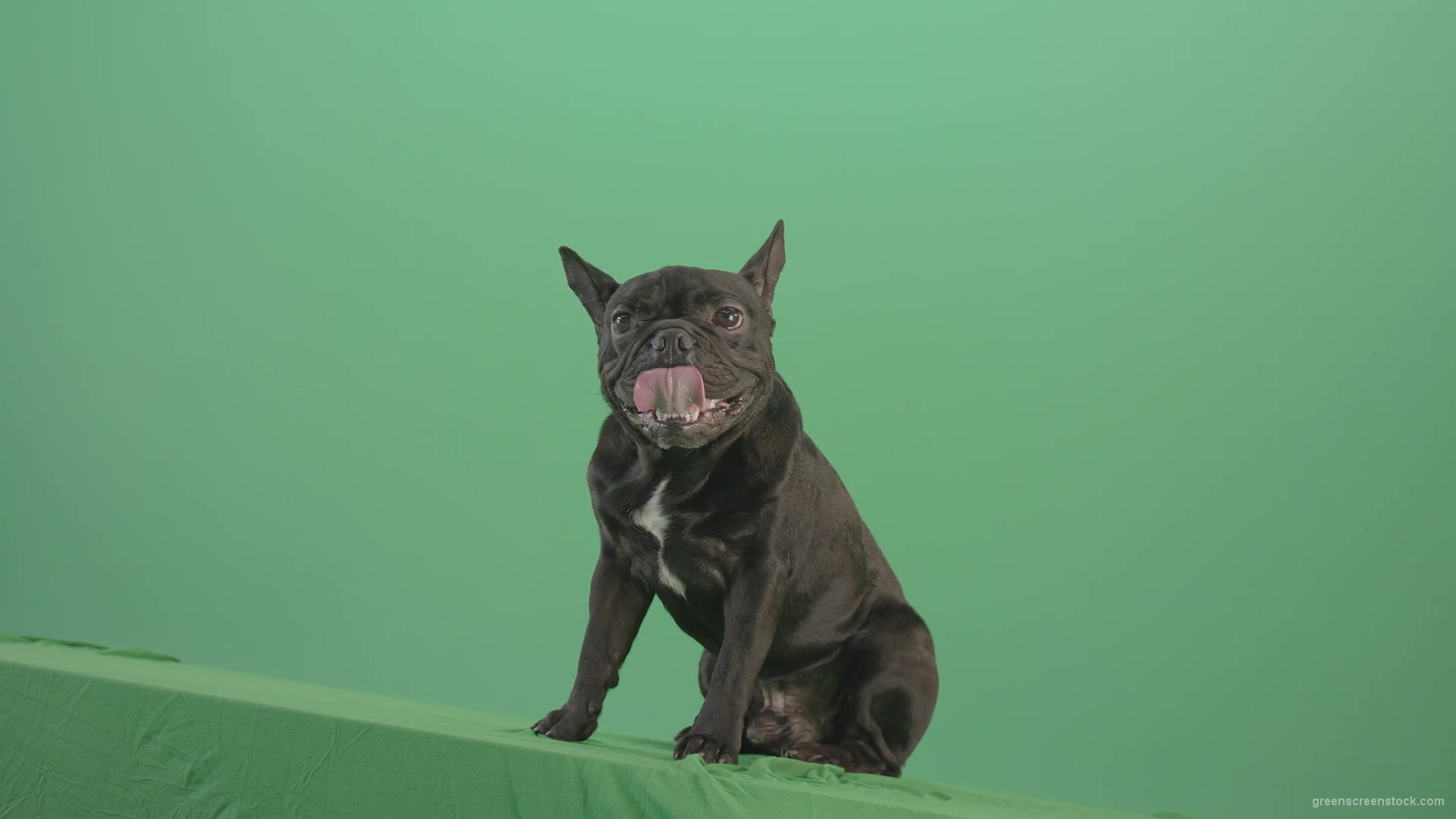 Lazy-french-bulldog-animal-dog-posing-on-green-screen-4K-Video-Footage-1920_007 Green Screen Stock