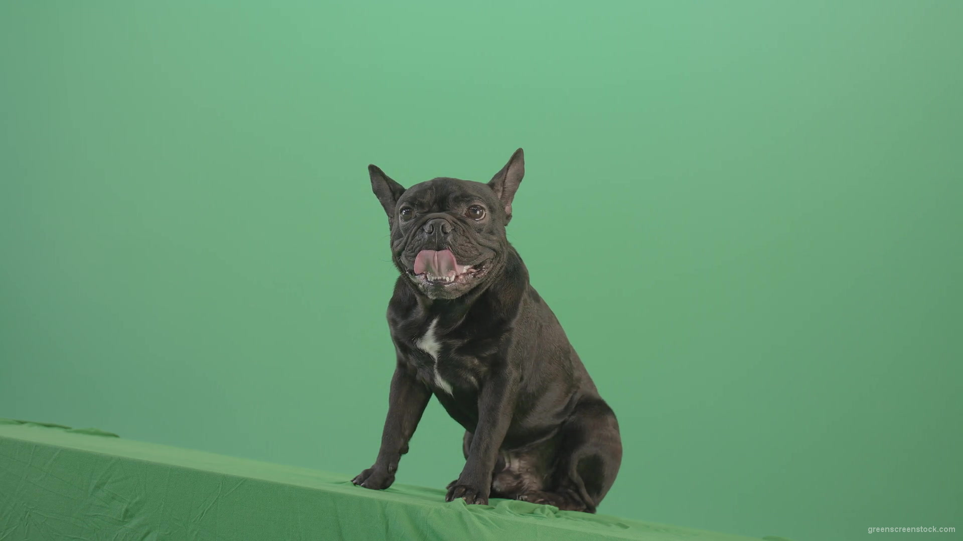 Lazy-french-bulldog-animal-dog-posing-on-green-screen-4K-Video-Footage-1920_008 Green Screen Stock