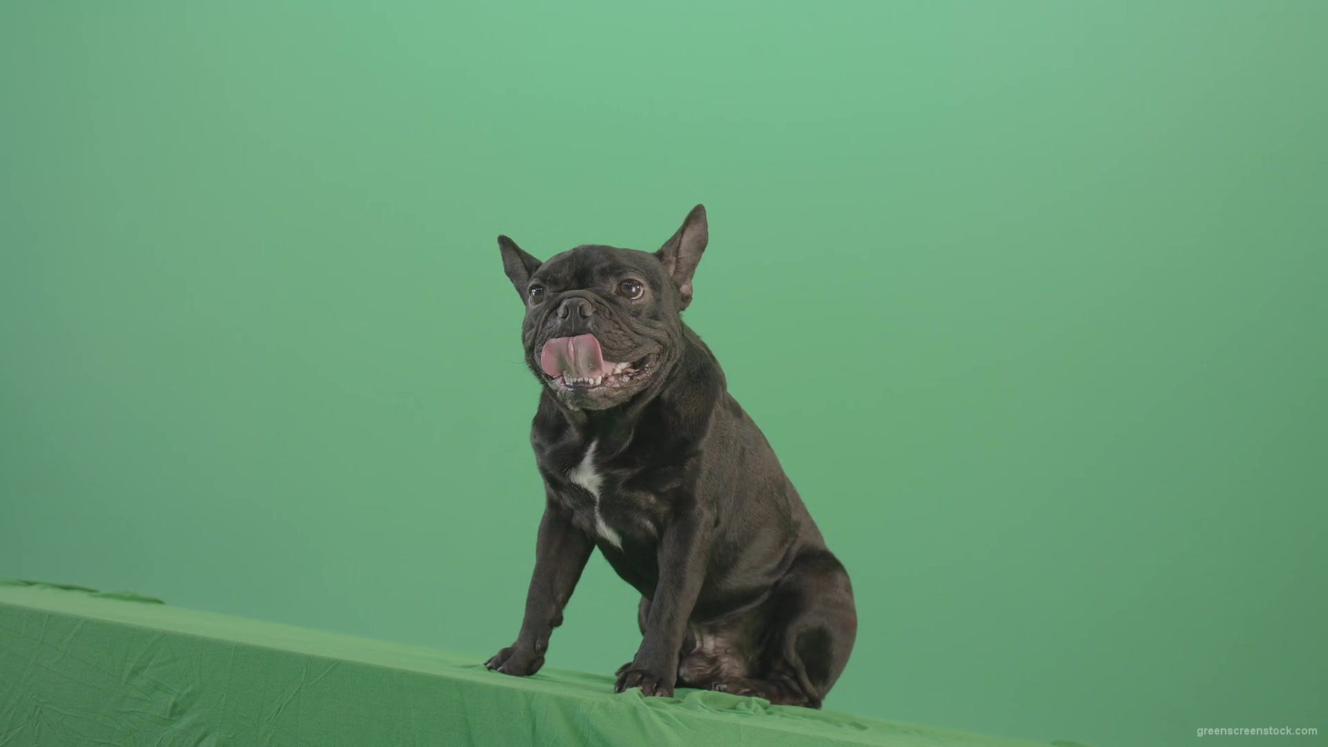Lazy-french-bulldog-animal-dog-posing-on-green-screen-4K-Video-Footage-1920_009 Green Screen Stock
