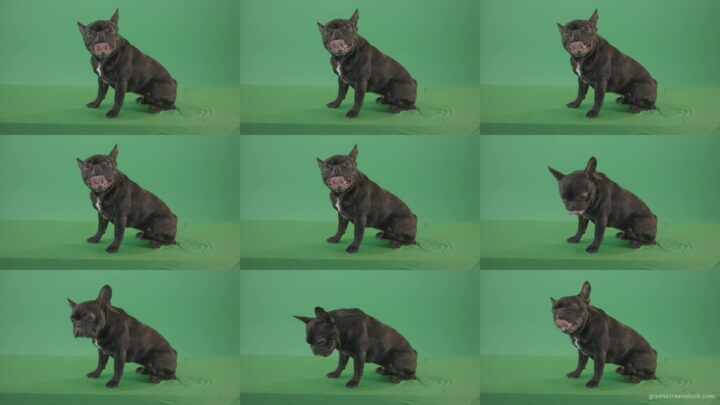 Small-French-bull-dog-posing-in-side-view-on-green-screen-4K-Video-Footage--1920 Green Screen Stock