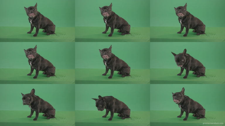 Small-French-bull-dog-posing-in-side-view-on-green-screen-4K-Video-Footage--1920 Green Screen Stock