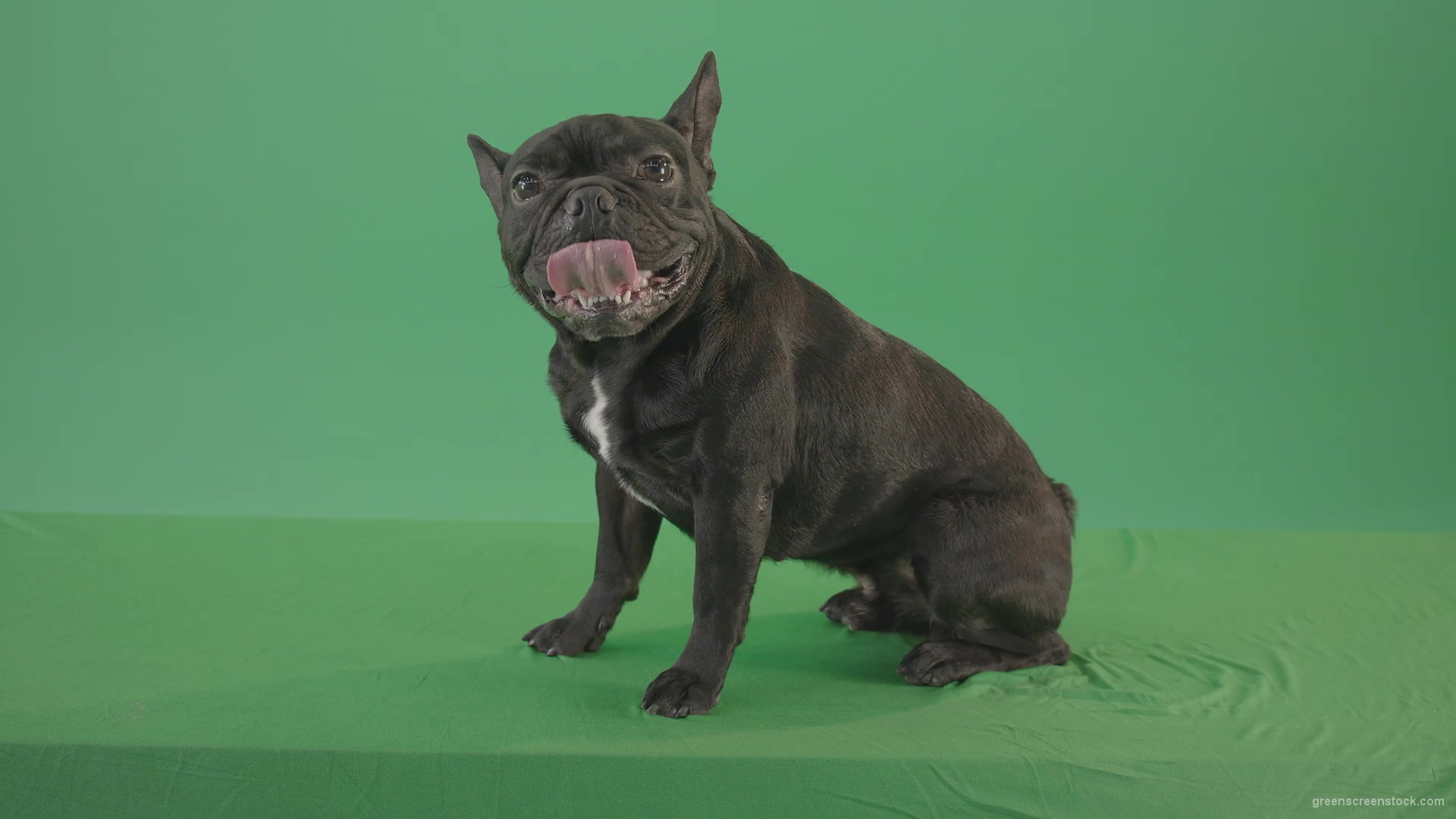 Small-French-bull-dog-posing-in-side-view-on-green-screen-4K-Video-Footage--1920_002 Green Screen Stock