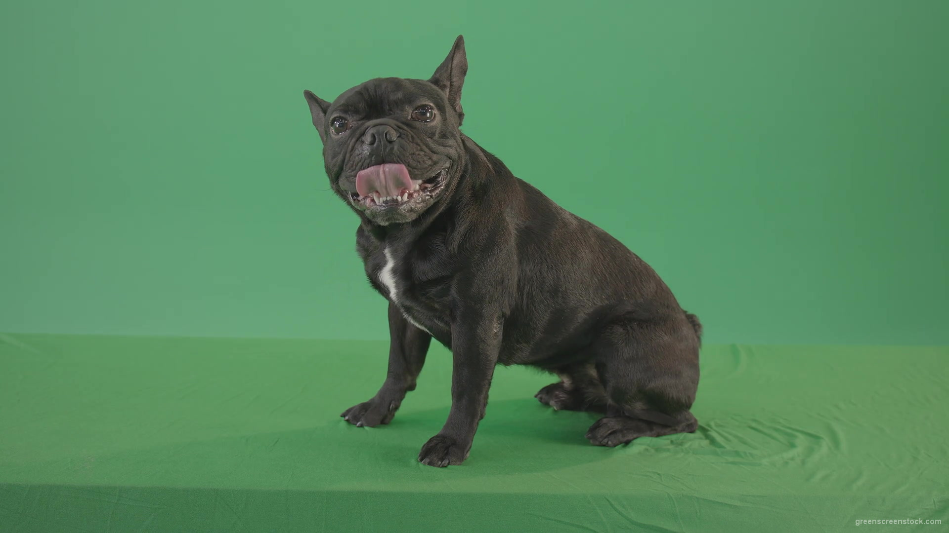 vj video background Small-French-bull-dog-posing-in-side-view-on-green-screen-4K-Video-Footage--1920_003