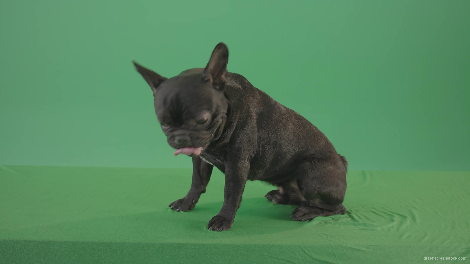 Small-French-bull-dog-posing-in-side-view-on-green-screen-4K-Video-Footage--1920_006 Green Screen Stock