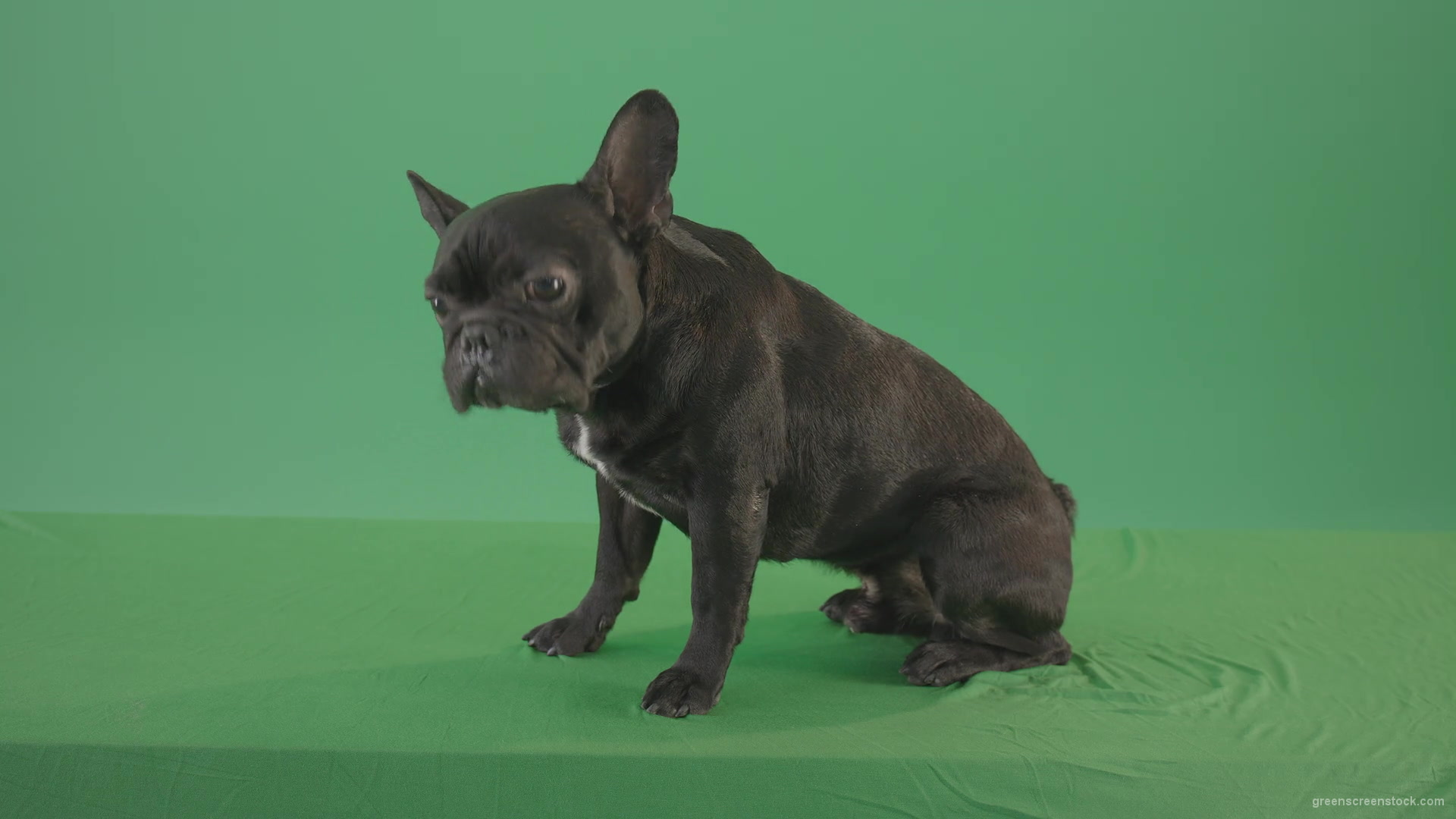 Small-French-bull-dog-posing-in-side-view-on-green-screen-4K-Video-Footage--1920_007 Green Screen Stock
