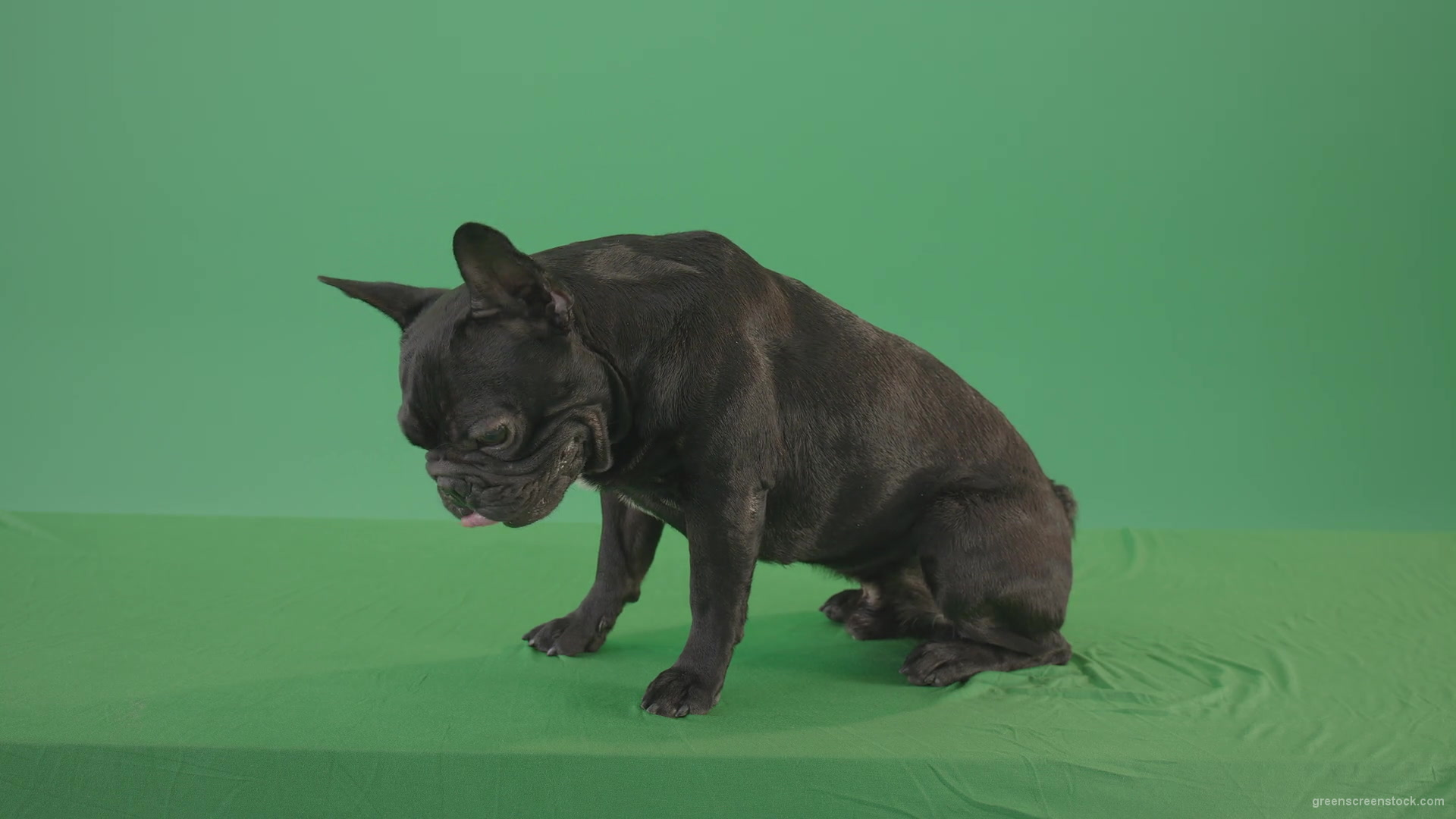 Small-French-bull-dog-posing-in-side-view-on-green-screen-4K-Video-Footage--1920_008 Green Screen Stock