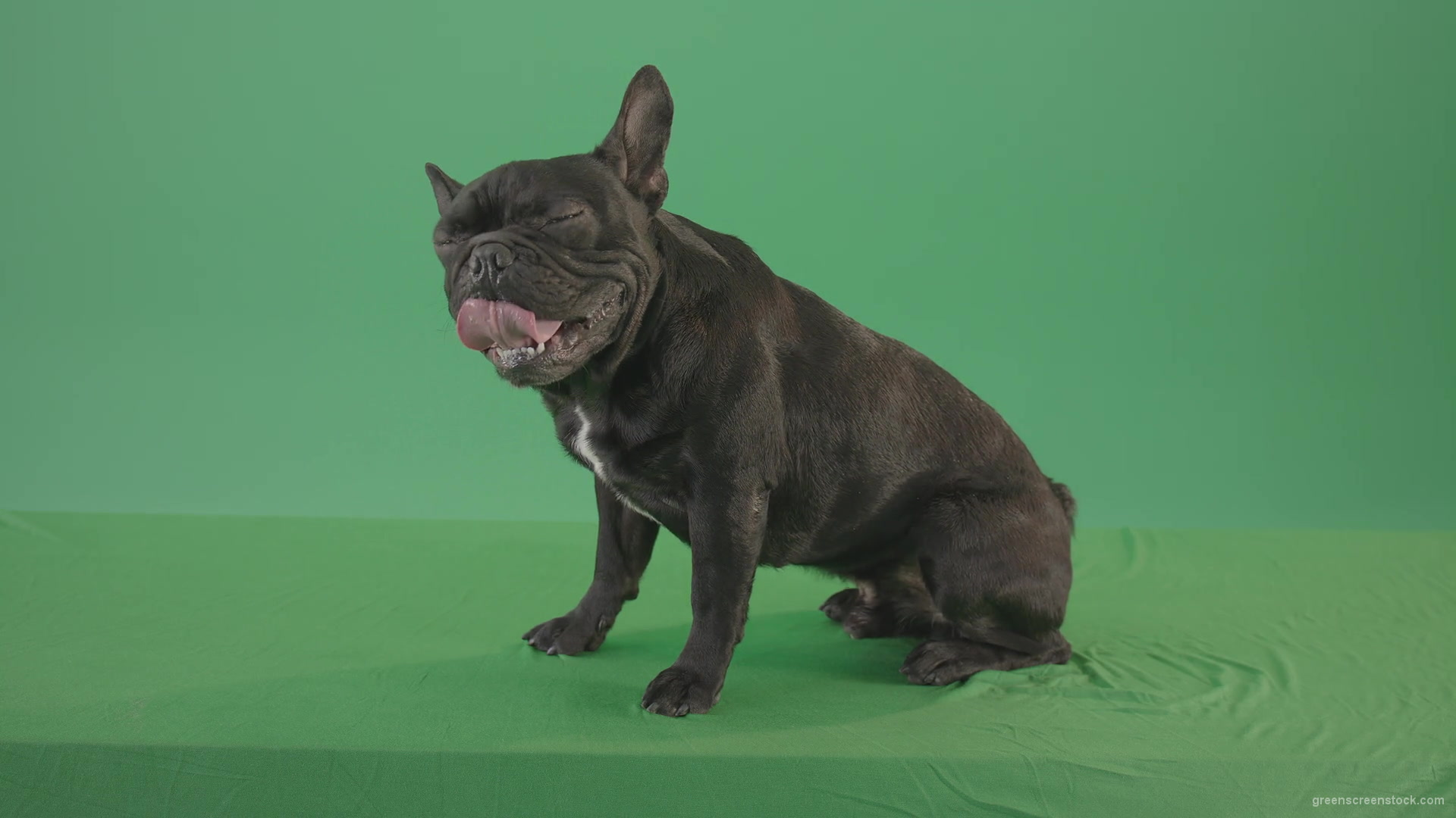 Small-French-bull-dog-posing-in-side-view-on-green-screen-4K-Video-Footage--1920_009 Green Screen Stock