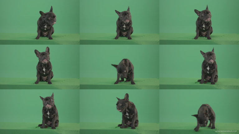 Tired-french-bulldog-sitting-and-posing-in-green-screen-studio-4K-Video-Footage-1920 Green Screen Stock