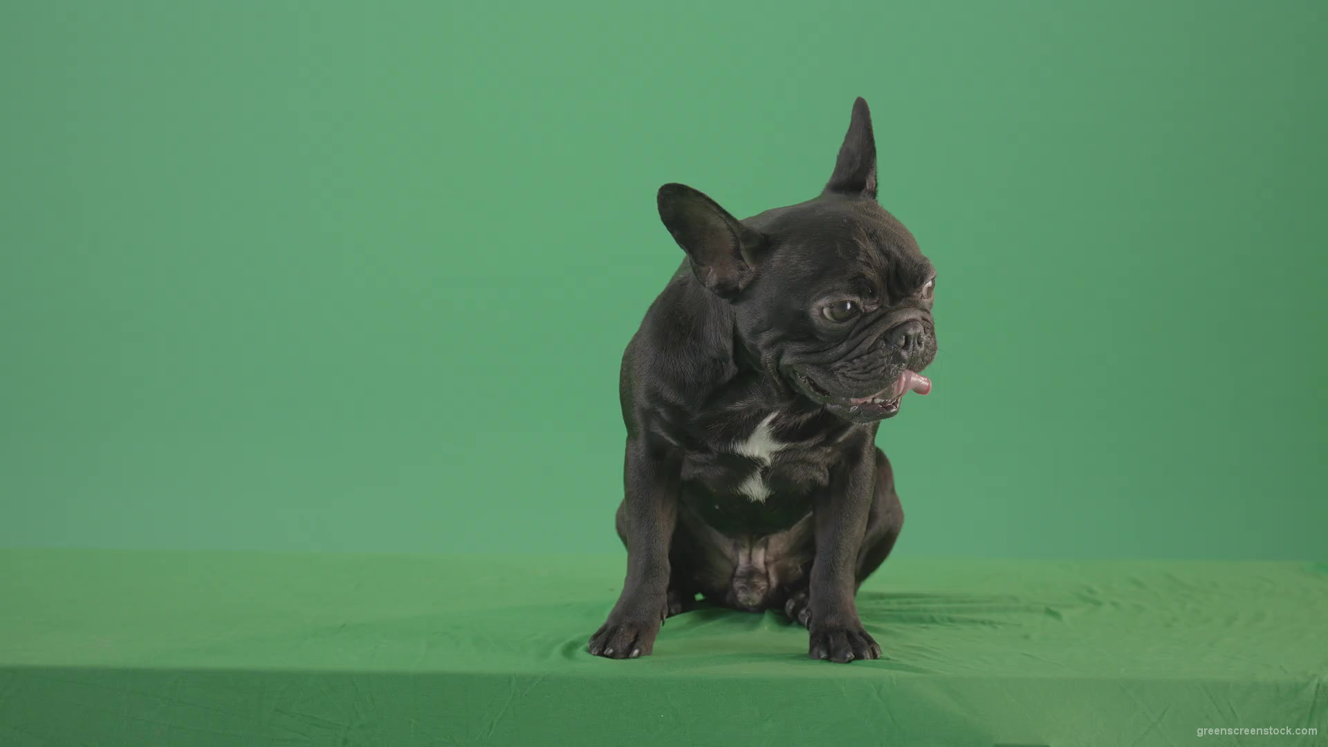 Tired-french-bulldog-sitting-and-posing-in-green-screen-studio-4K-Video-Footage-1920_001 Green Screen Stock
