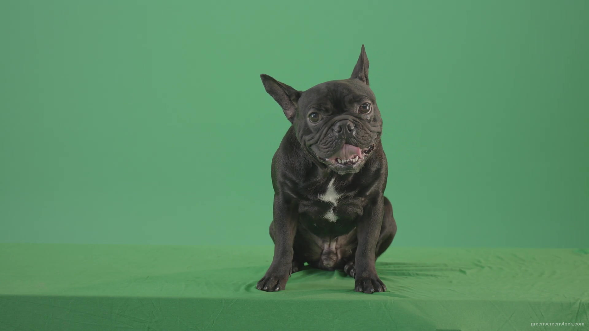 Tired-french-bulldog-sitting-and-posing-in-green-screen-studio-4K-Video-Footage-1920_002 Green Screen Stock
