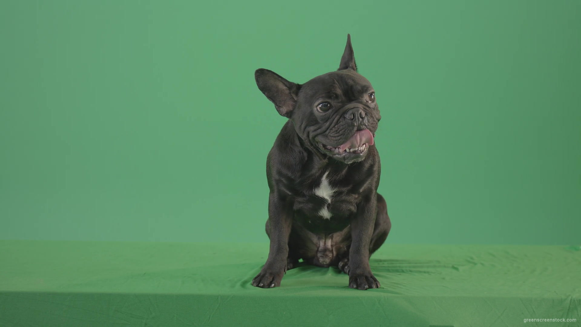 vj video background Tired-french-bulldog-sitting-and-posing-in-green-screen-studio-4K-Video-Footage-1920_003