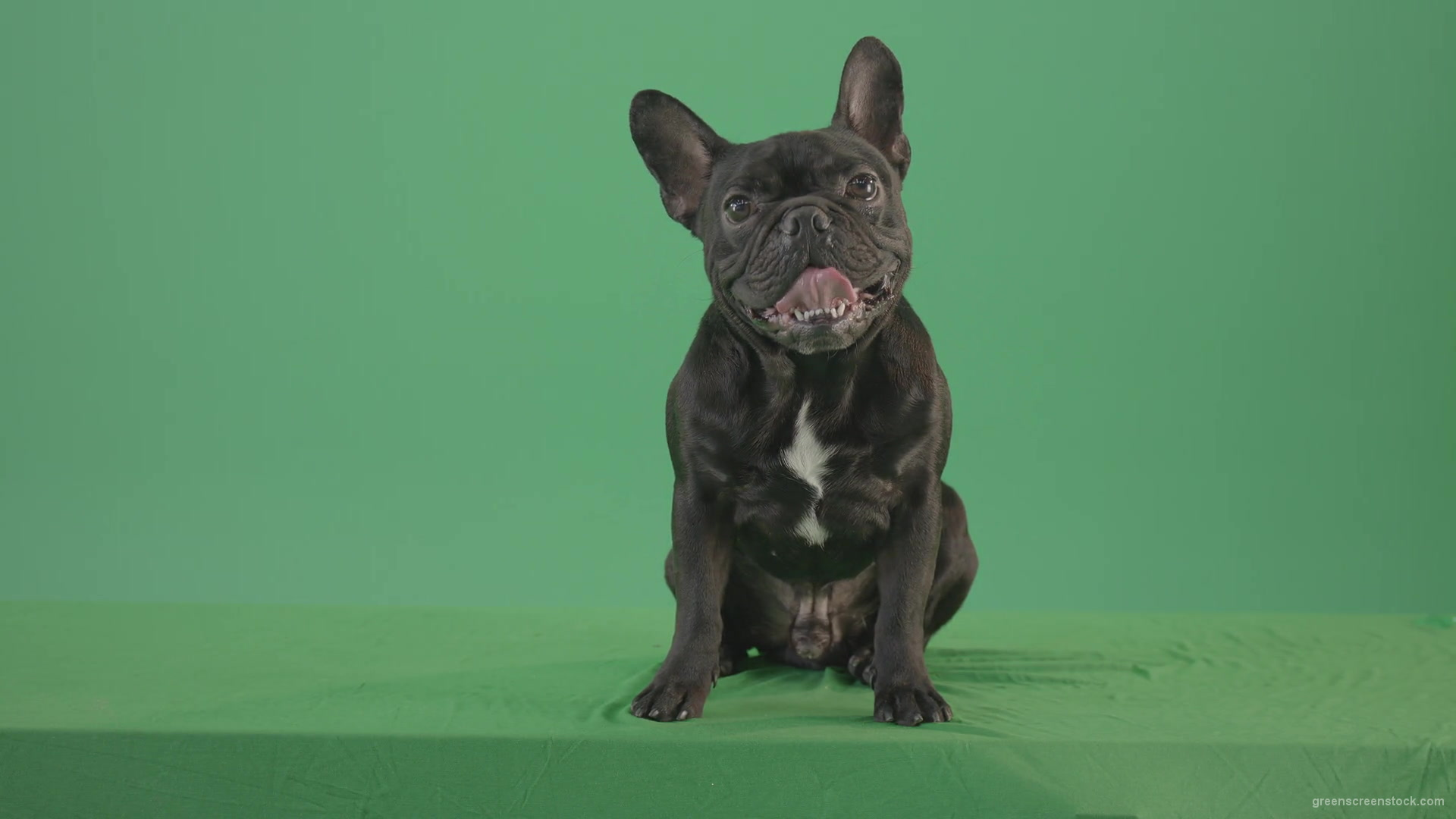 Tired-french-bulldog-sitting-and-posing-in-green-screen-studio-4K-Video-Footage-1920_004 Green Screen Stock