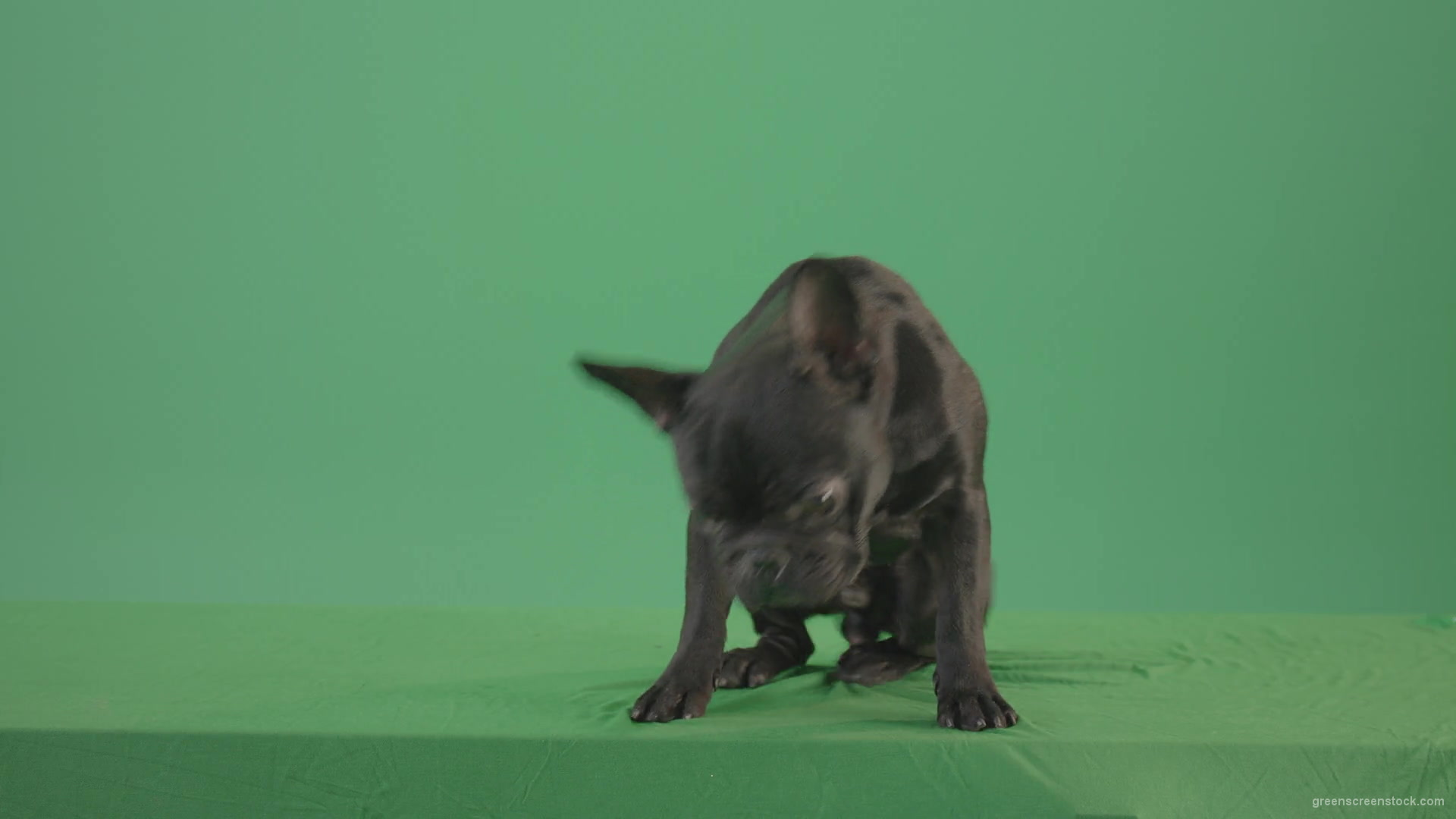 Tired-french-bulldog-sitting-and-posing-in-green-screen-studio-4K-Video-Footage-1920_005 Green Screen Stock