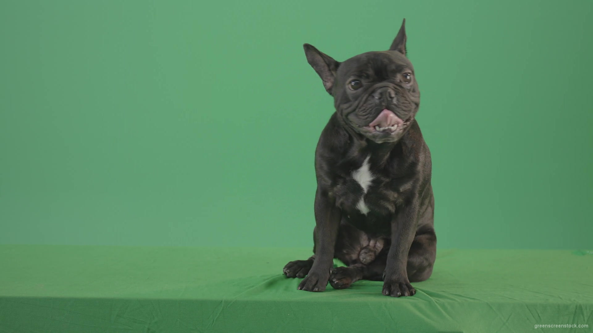 Tired-french-bulldog-sitting-and-posing-in-green-screen-studio-4K-Video-Footage-1920_006 Green Screen Stock