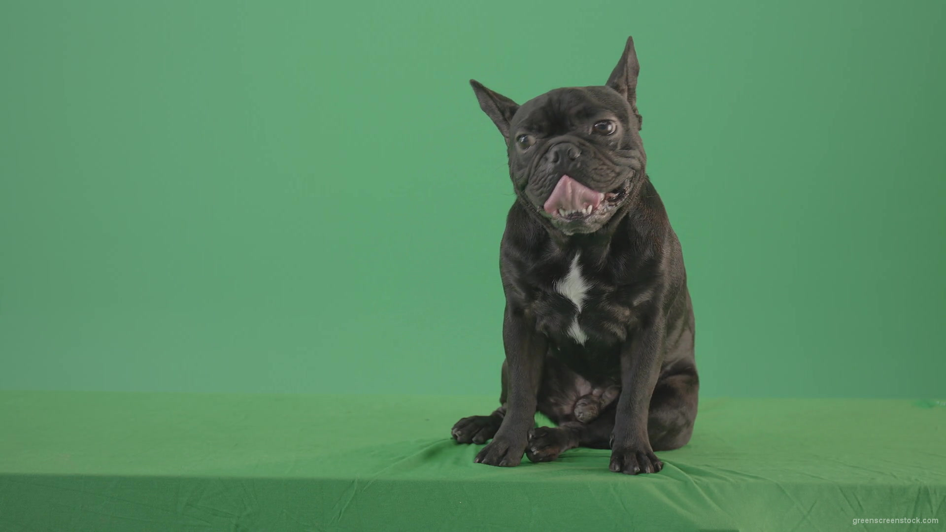 Tired-french-bulldog-sitting-and-posing-in-green-screen-studio-4K-Video-Footage-1920_007 Green Screen Stock