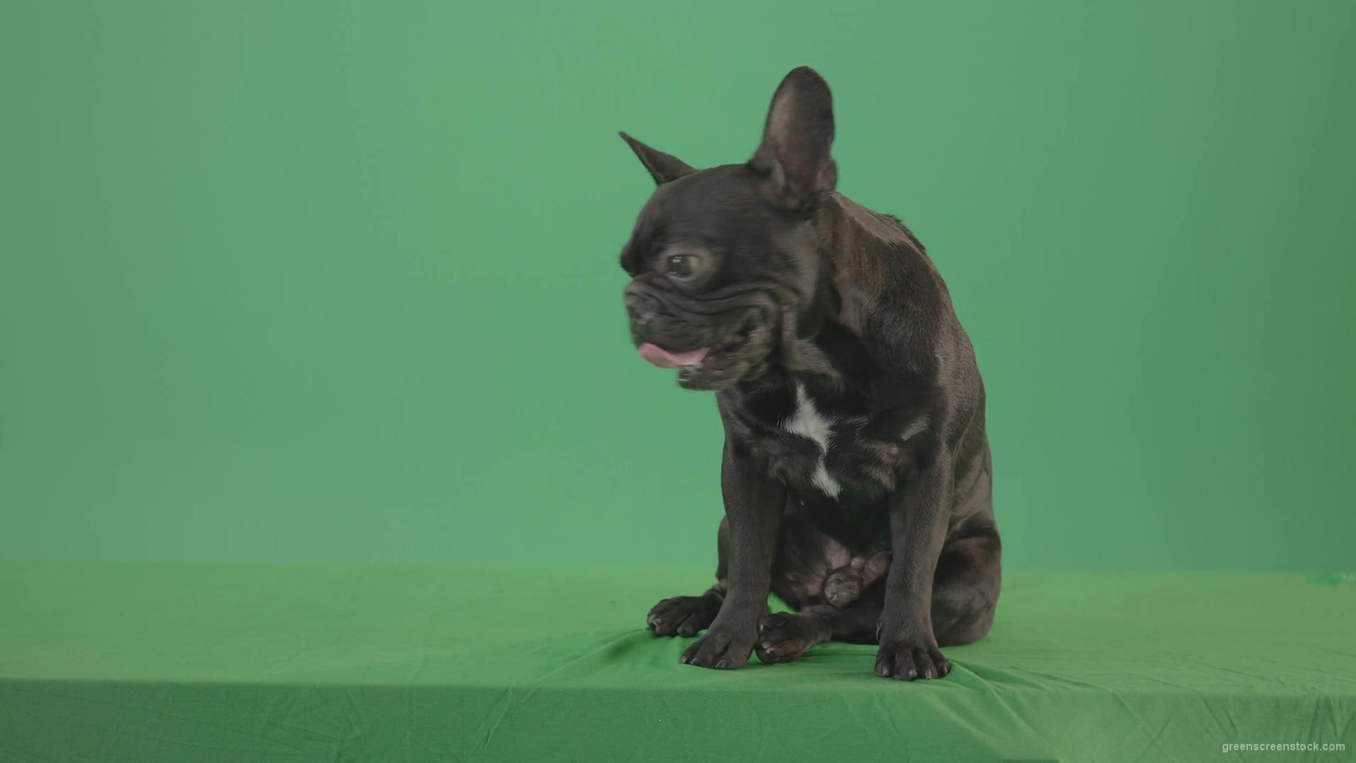 Tired-french-bulldog-sitting-and-posing-in-green-screen-studio-4K-Video-Footage-1920_008 Green Screen Stock