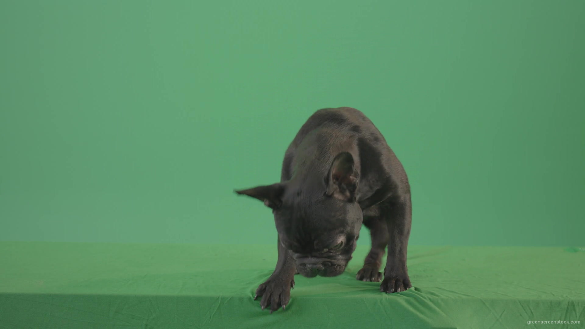Tired-french-bulldog-sitting-and-posing-in-green-screen-studio-4K-Video-Footage-1920_009 Green Screen Stock