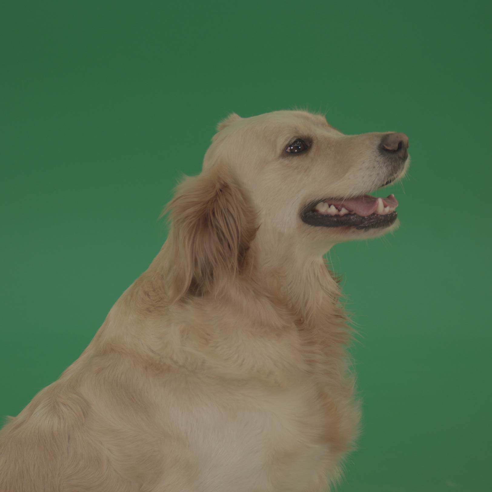 Dog-green-screen-footage